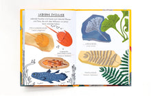 Laden Sie das Bild in den Galerie-Viewer, Hallo Fossilien &amp; Muscheln ab 6J.